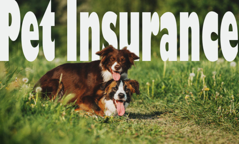 5 Benefits of Having Pet Insurance